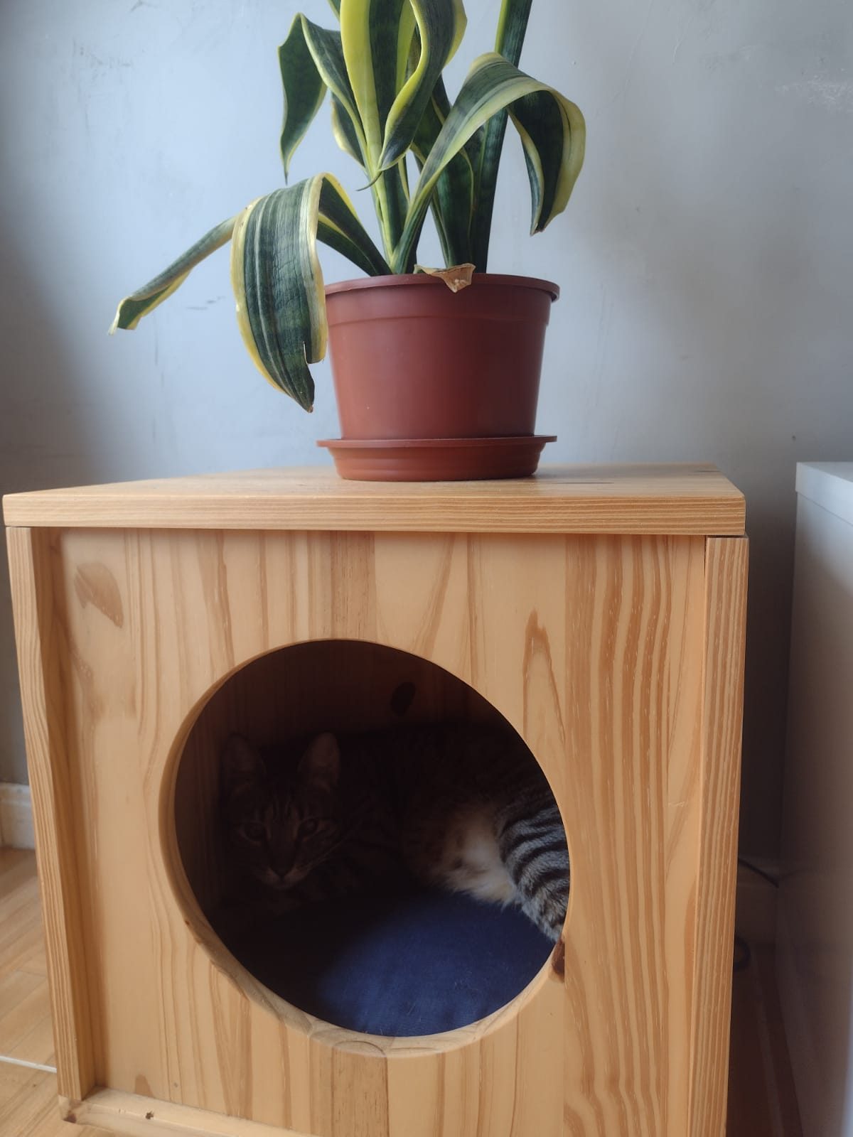 Casinha de madeira para gatos usada também como apoio para um vaso.