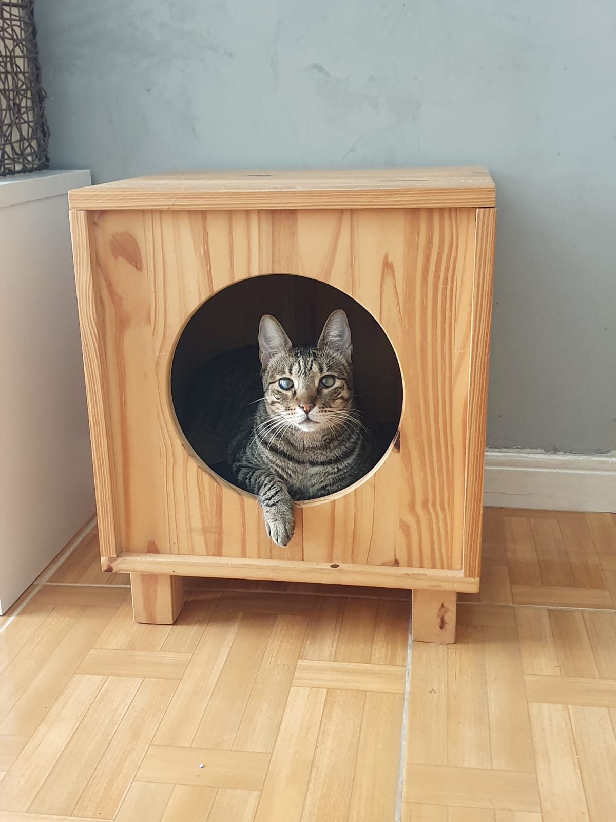Gato acomodado na abertura circular de sua casinha de madeira.
